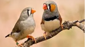 zebra finch