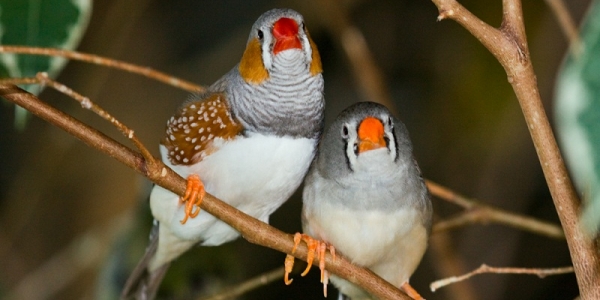 zebra-finch-birds